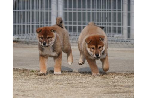 成約済の愛媛県の四国犬-366904の4枚目